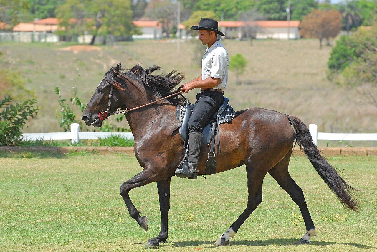 Mangalarga Marchador em marcha